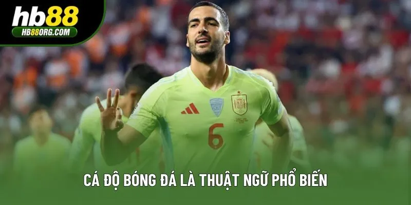 Cá độ bóng đá là thuật ngữ phổ biến Cá độ bóng đá là thuật ngữ phổ biến