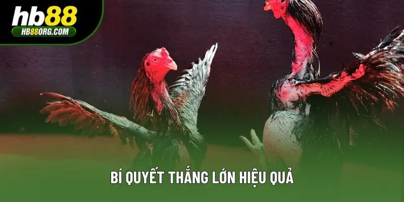 Bí quyết thắng lớn hiệu quả Bí quyết thắng lớn hiệu quả