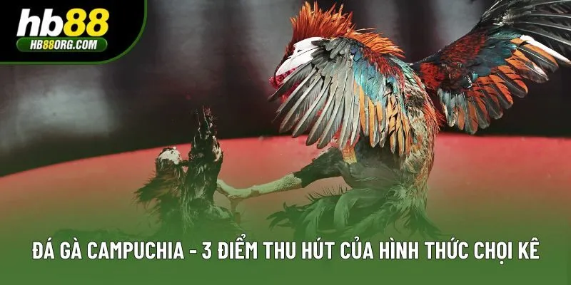 Đá Gà Campuchia - 3 Điểm Thu Hút Của Hình Thức Chọi Kê