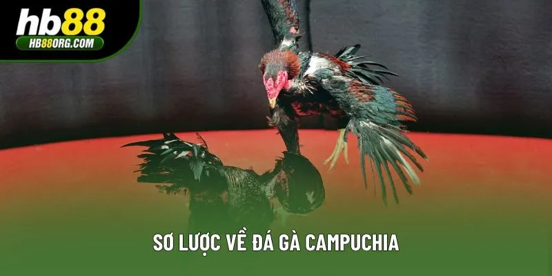 Sơ lược về đá gà Campuchia Sơ lược về đá gà Campuchia