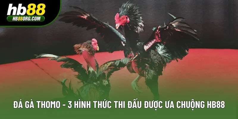 Đá Gà Thomo - 3 Hình Thức Thi Đấu Được Ưa Chuộng Tại Hb88