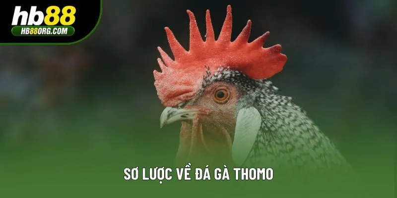 Sơ lược về đá gà Thomo Sơ lược về đá gà Thomo