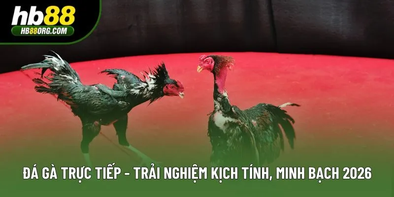 Đá Gà Trực Tiếp - Trải Nghiệm Kịch Tính, Minh Bạch 2026