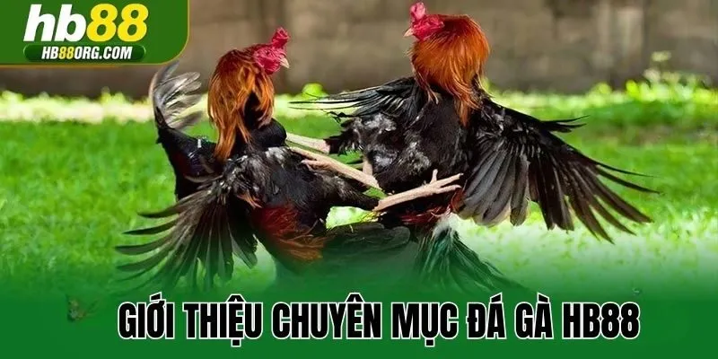 Giới thiệu chuyên mục đá gà HB88